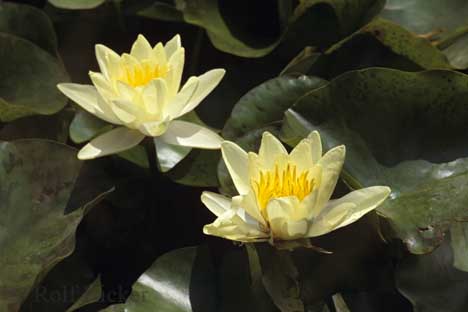 water_lily1.jpg